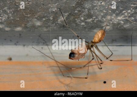 Longbodied cellar spider / Daddly longlegs spider (Pholcus phalangioides) hanging on its web in an outhouse and feeding on a House spider (Tegenaria) Stock Photo