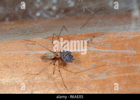 Longbodied cellar spider / Daddly longlegs spider (Pholcus phalangioides) hanging on its web in an outhouse and feeding on a House spider (Tegenaria) Stock Photo
