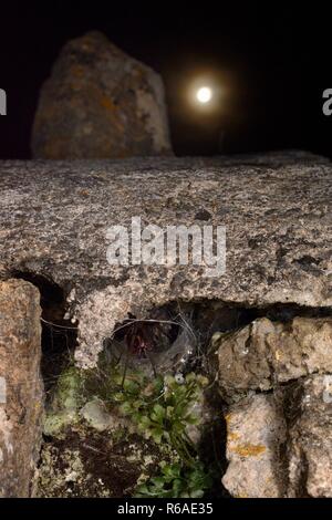 Female House spider (Tegenaria sp.) at the mouth of her tubular silk retreat in an old stone wall with the moon in the background, Wiltshire, UK