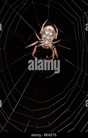 Walnut orb-weaver spider (Nuctenea umbratica) female, on its web on an ivy bush in a garden at night, Wiltshire, UK, October. Stock Photo