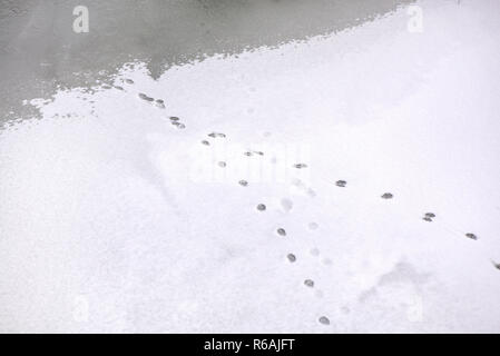 Traces of animals in snow. Deer, moose, wolf, fox, dog, cat paws footprints in the forest. Concept of hunting and shooting wild animals. Migration and Stock Photo