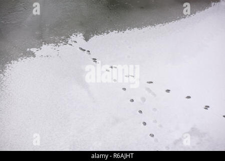 Traces of animals in snow. Deer, moose, wolf, fox, dog, cat paws footprints in the forest. Concept of hunting and shooting wild animals. Migration and Stock Photo