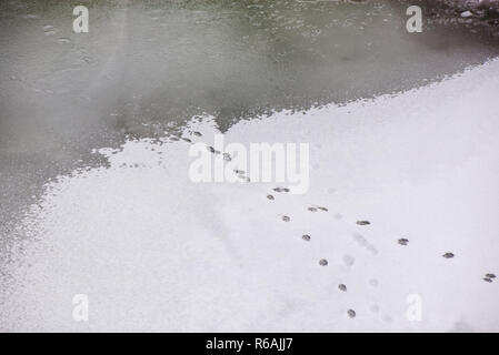 Traces of animals in snow. Deer, moose, wolf, fox, dog, cat paws footprints in the forest. Concept of hunting and shooting wild animals. Migration and Stock Photo