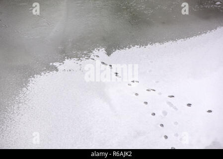 Traces of animals in snow. Deer, moose, wolf, fox, dog, cat paws footprints in the forest. Concept of hunting and shooting wild animals. Migration and Stock Photo