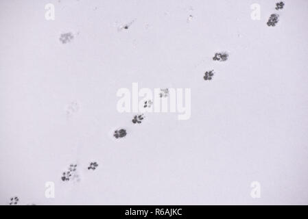 Traces of animals in snow. Deer, moose, wolf, fox, dog, cat paws footprints in the forest. Concept of hunting and shooting wild animals. Migration and Stock Photo