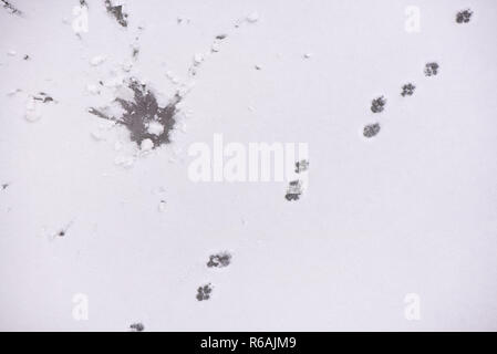 Traces of animals in snow. Deer, moose, wolf, fox, dog, cat paws footprints in the forest. Concept of hunting and shooting wild animals. Migration and Stock Photo