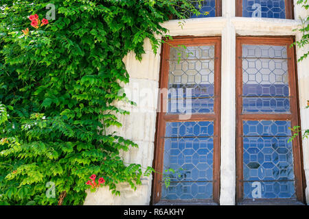 old window and green bindweed plant Stock Photo