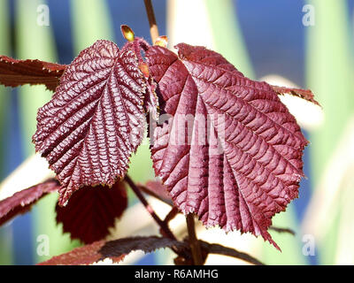 Blood Hazel, Leaves Of Blood Hazel Bush In Spring Stock Photo