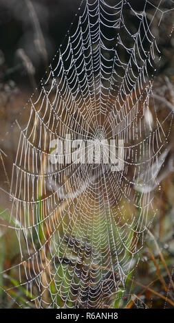 Spiderweb In Ampermoos, Upper Bavaria Stock Photo