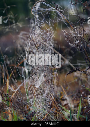 Spiderweb In Ampermoos, Upper Bavaria Stock Photo
