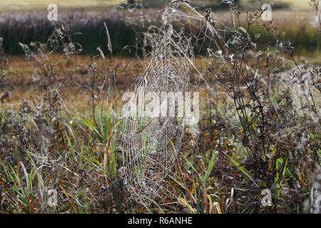 Spiderweb In Ampermoos, Upper Bavaria Stock Photo