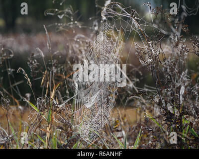 Spiderweb In Ampermoos, Upper Bavaria Stock Photo
