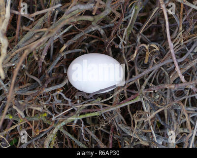 White Pigeon Egg In The Pigeon Nest Stock Photo