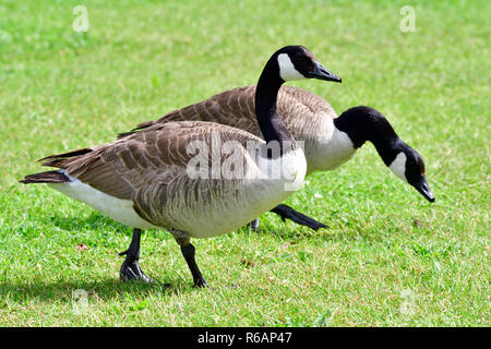 canada geese at the ammersee in bavaria Stock Photo