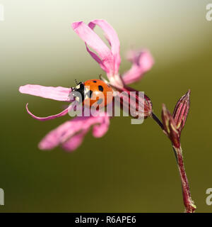 Seven spotted Ladybird resting on a pink flower Stock Photo