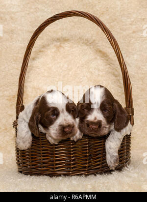 two puppy of brown English Cocker Spaniel dog Stock Photo