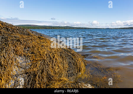 A large boulder covered with seaweed on the coast of Sears Island in Maine with Stockton Harbor in the distance on a summer day. Stock Photo