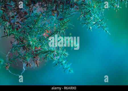 Christmas card background. Common Gorse (Ulex europaeus) branch with spider's web covered. Stock Photo