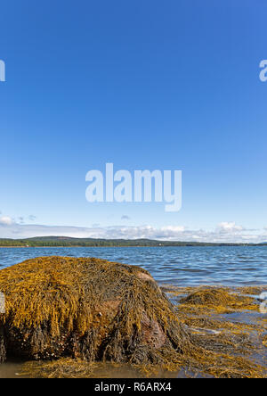 Rocks and a large boulder with floating seaweed during an incoming tide on the coast of Sears Island in Maine with Stockton Harbor in the distance on  Stock Photo