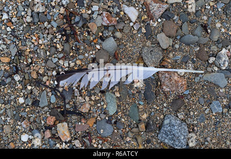 A single seagull feather on a stony beach surrounded by rocks and gravel. Stock Photo