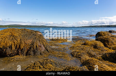 Several large rocks with floating seaweed during an incoming tide on the coast of Sears Island in Maine with Stockton Harbor in the distance on a summ Stock Photo