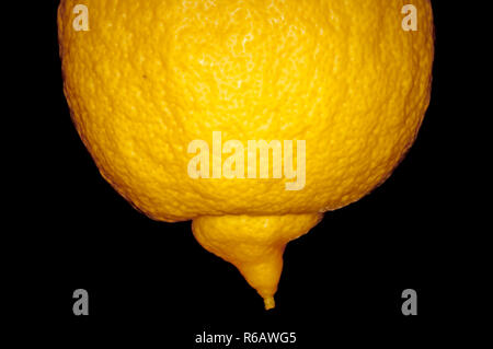 Citron At A Tree Stock Photo