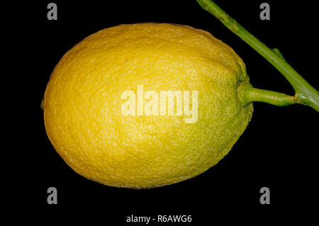 Citron At A Tree Stock Photo