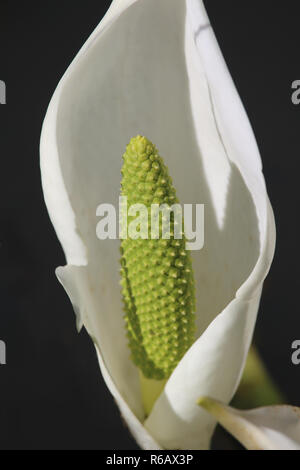 Close-up of the unusual green flower spike of Lysichiton camtschatcensis, also known ad Asian skunk-cabbage or white skunk cabbage. Stock Photo