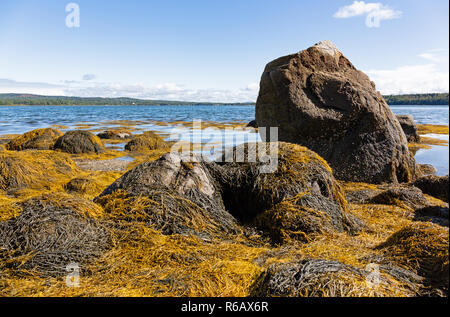 Several large rocks with floating seaweed at low tide on the coast of Sears Island in Maine with Stockton Harbor in the distance on a summer day. Stock Photo
