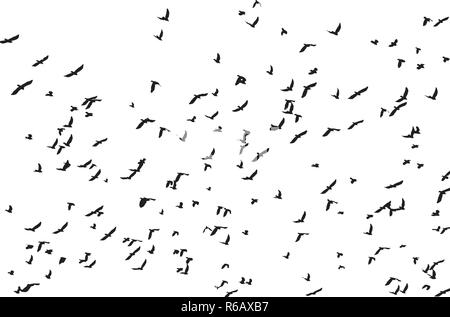 Vector illustration pattern of many black bird silhouettes flying in sky spreading wings, isolated o white background Stock Vector