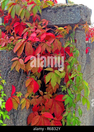 Wild Vines Leaves At An Old Wall In Autumnal Colors Stock Photo