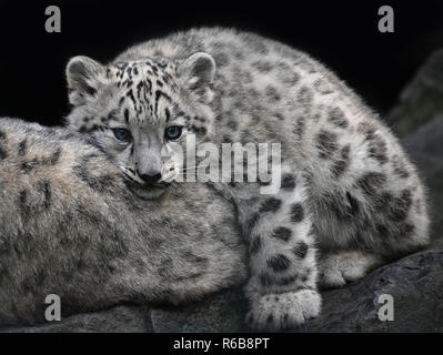 Close up snow leopard cub resting on mother Stock Photo
