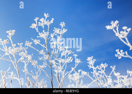 abstract flowers in frost on blue sky background. branches of dry plants are covered with snow in winter. Stock Photo