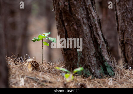 Highly lighted oak leaves next to thick trunk of spruce.Seedlings or plants illuminated by the side light. Stock Photo