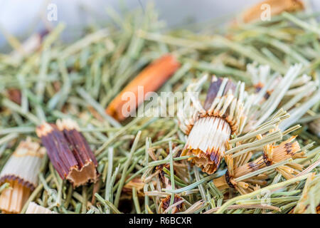 Horse'S Tail, Equisetum Arvense, Medicinal Plant Stock Photo