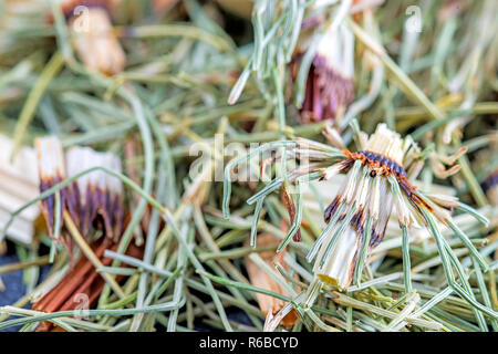 Horse'S Tail, Equisetum Arvense, Medicinal Plant Stock Photo