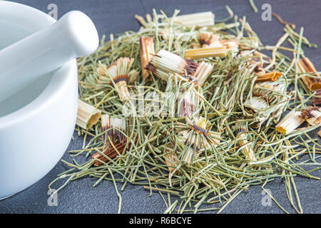 Horse'S Tail, Equisetum Arvense, Medicinal Plant Stock Photo