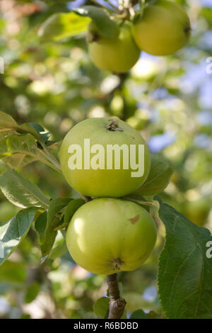 Malus domestica 'Miller's Seedling' fruit. Apples growing on a tree. Stock Photo