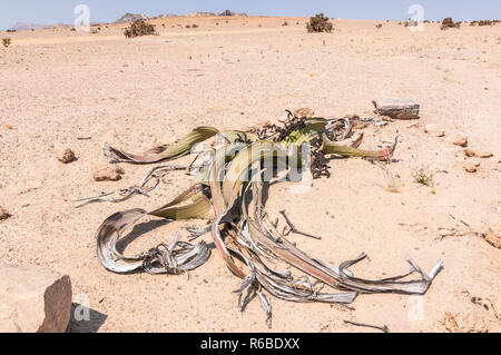 Welwitschia, Welwitschia mirabilis, Namib Naukluft Park, namibia Stock Photo