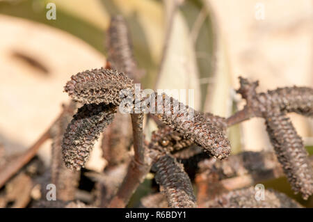 detail of strobilus, microsporangiate strobili, Welwitschia, Welwitschia mirabilis, Namib Naukluft Park, namibia