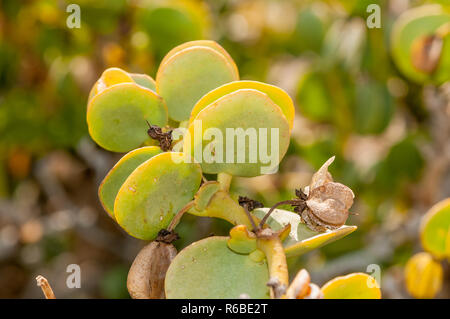 Dollar Bush, Tetraena stapffii, Namibia Stock Photo