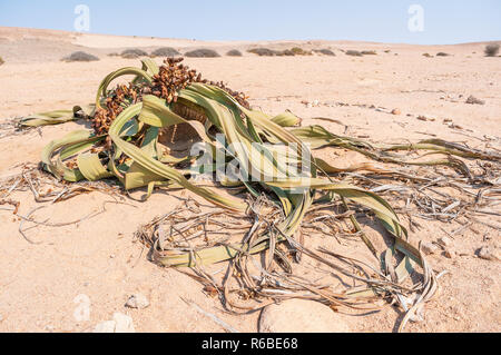 Welwitschia, Welwitschia mirabilis, Namib Naukluft Park, namibia Stock Photo