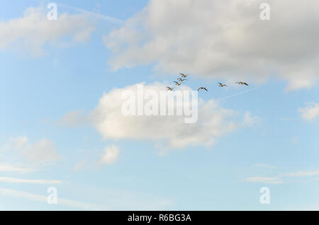 Birds in classic V formation flying against the blue sky and clouds Stock Photo