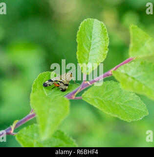 scorpionfly in natural ambiance Stock Photo