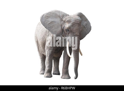 African elephant isolated on white background Stock Photo