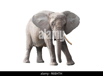 African elephant isolated on white background Stock Photo