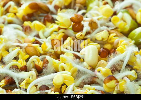 Sprouts Of Different Vegetables Stock Photo