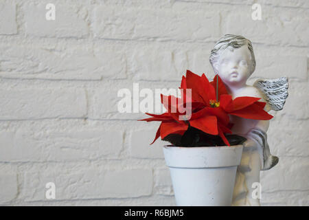 closeup of a red christmas star flower in a flowerpot with angel sculpture isolated on a white brick wall background Stock Photo