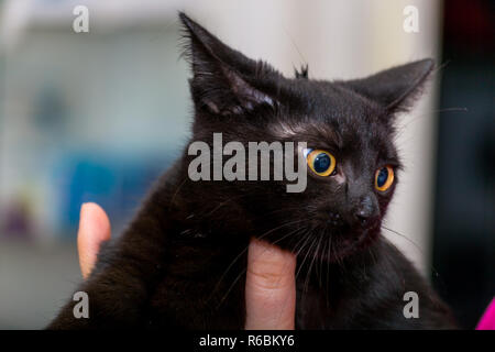 Black kitten with big eyes Stock Photo