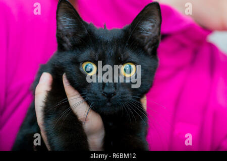 Black kitten with big eyes Stock Photo